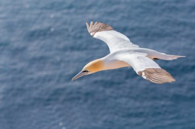 uçan Kuzey gannet, Helgoland Almanya