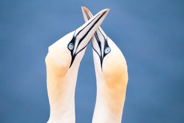 Kuzey gannet, kuş aşık