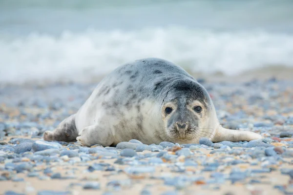 Young atlantic Grey Seal portrait — Stock Photo, Image