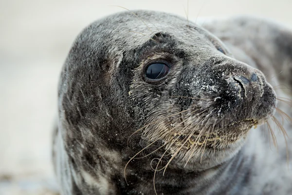 Młody atlantic Grey Seal portret — Zdjęcie stockowe