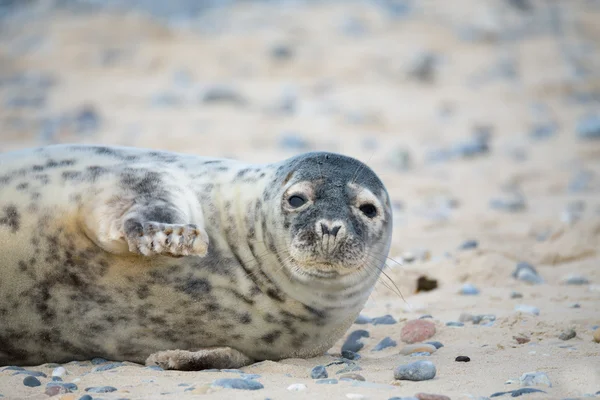 Młody atlantic Grey Seal portret — Zdjęcie stockowe