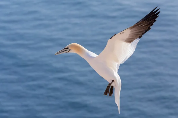 Uçan Kuzey gannet, Helgoland Almanya — Stok fotoğraf