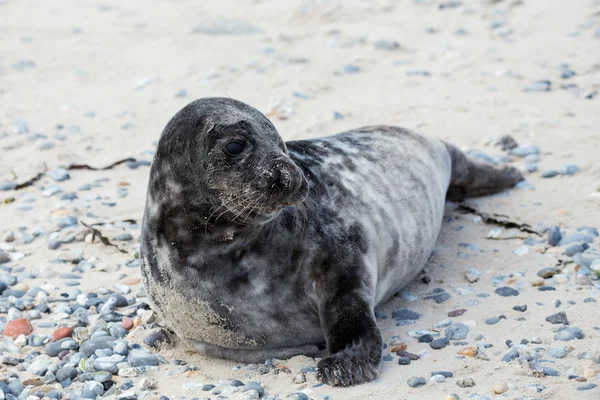 Unga atlantic gråsäl porträtt — Stockfoto