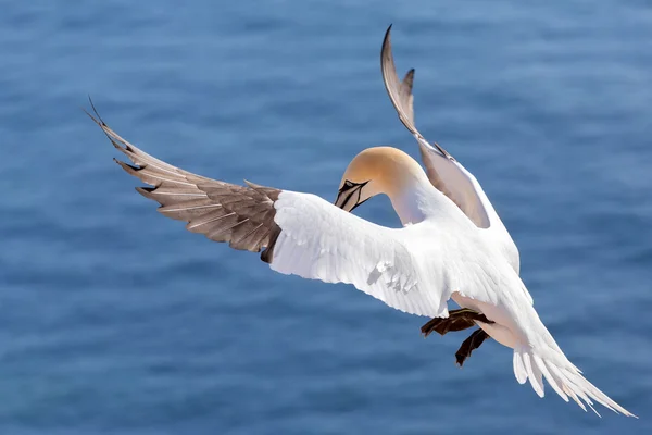 Flying northern gannet, Helgoland Germany — Stock Photo, Image