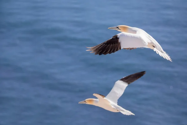 Flying northern gannet, Helgoland Allemagne — Photo