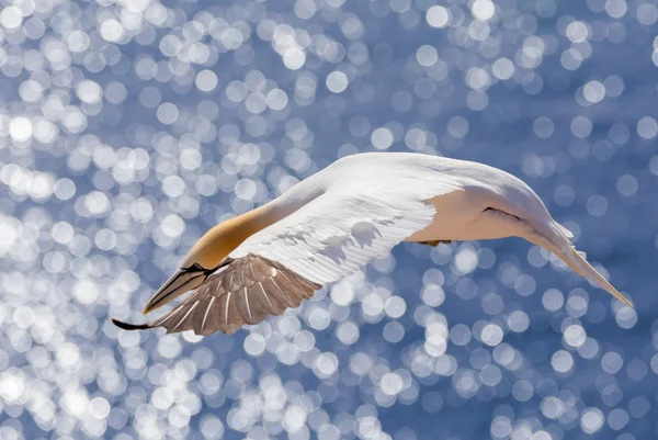 Flying northern gannet, Helgoland Allemagne — Photo
