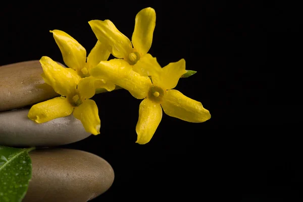 Équilibrage pierres zen sur noir avec fleur jaune — Photo