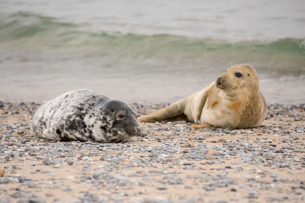 Young baby atlantic Grey Seal — Stock Photo, Image