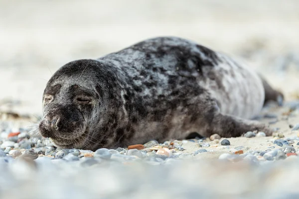 Młody atlantic Grey Seal portret — Zdjęcie stockowe