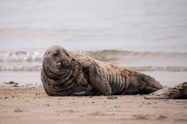 Атлантический портрет Серого тюленя — стоковое фото