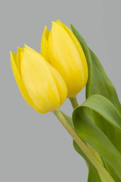 Lente gele tulpen — Stockfoto