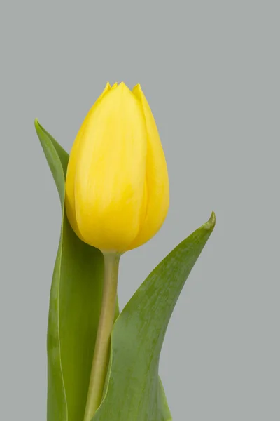 Lente gele tulpen — Stockfoto