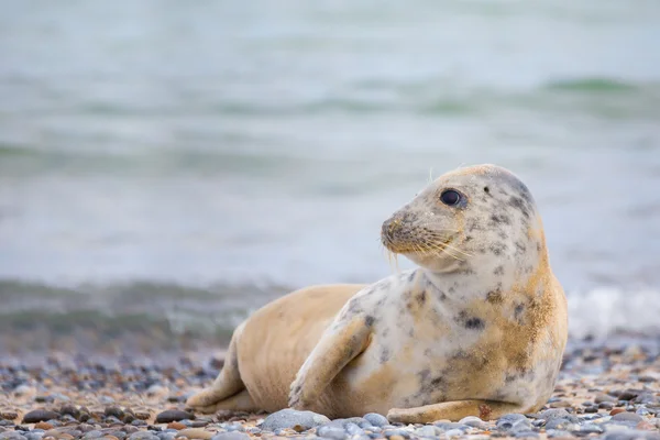 Młody noworodek atlantic Grey Seal — Zdjęcie stockowe