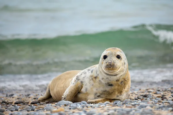 Young baby atlantic Grey Seal — Stock Photo, Image