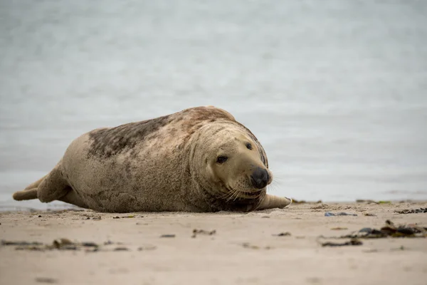 Ritratto della foca grigia atlantica — Foto Stock