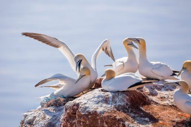Kuzey gannet yuva üzerinde oturan
