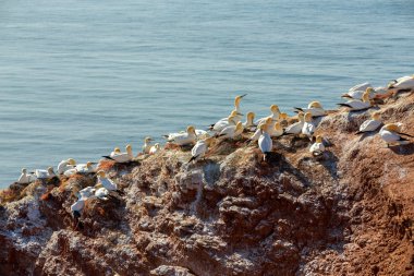 Kuzey gannet yuva üzerinde oturan