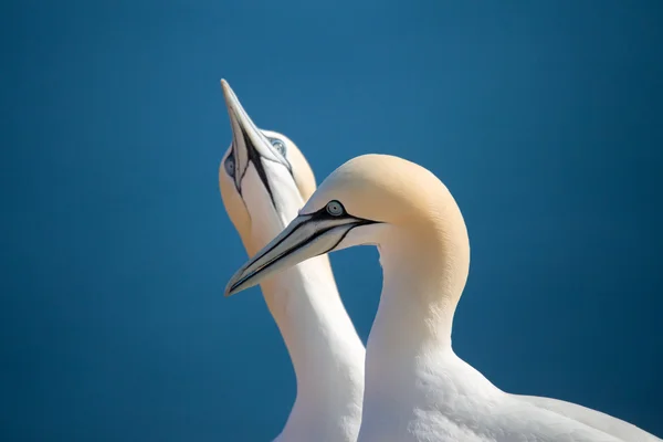 Northern gannet, birds in love — Stock Photo, Image