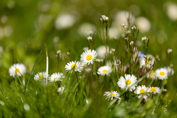 Kleine daisy flower — Stockfoto