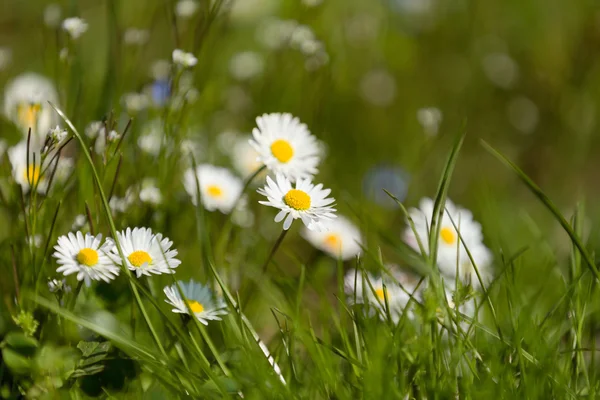 Kleine daisy flower — Stockfoto