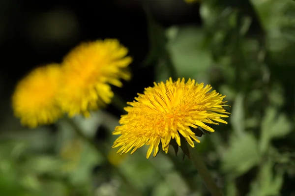 Yellow dandelion on a green background — Stock Photo, Image