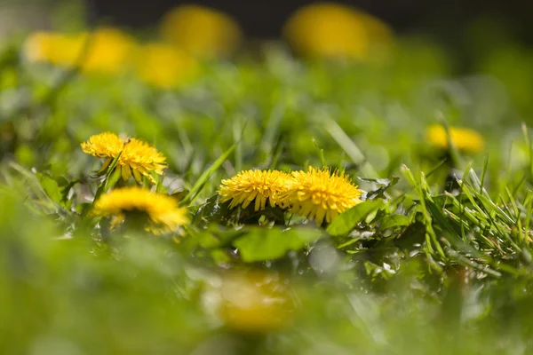 Diente de león amarillo sobre un fondo verde —  Fotos de Stock