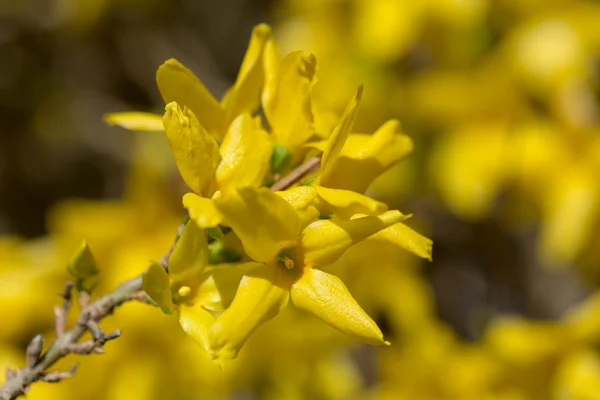 Flores amarelas de forsythia — Fotografia de Stock