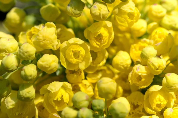 Uva de Oregon (Mahonia aquifolium) — Fotografia de Stock