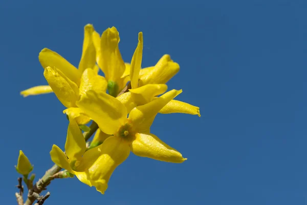 Flores amarelas de forsythia — Fotografia de Stock