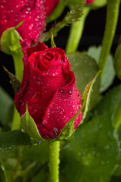 Fresh red rose — Stock Photo, Image