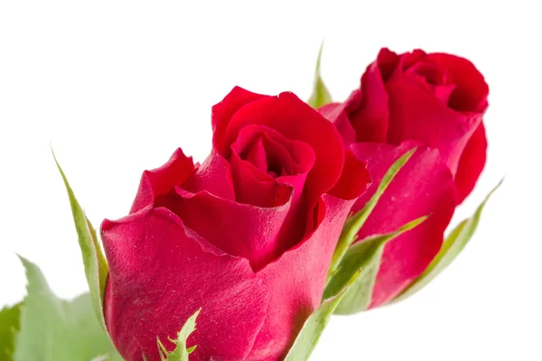 Buquê de rosas vermelhas frescas — Fotografia de Stock