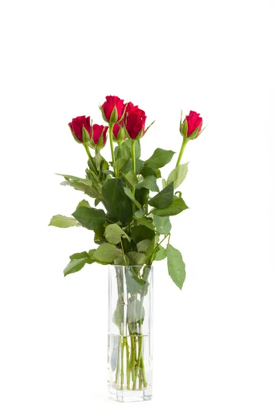 Strauß frischer roter Rosen — Stockfoto