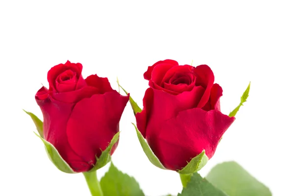 新鲜红玫瑰花束 — 图库照片
