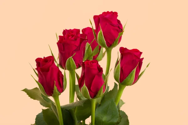 신선한 빨간 장미 꽃다발 — 스톡 사진