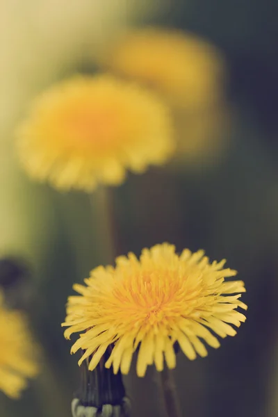 Yellow dandelion retro color — Stock Photo, Image