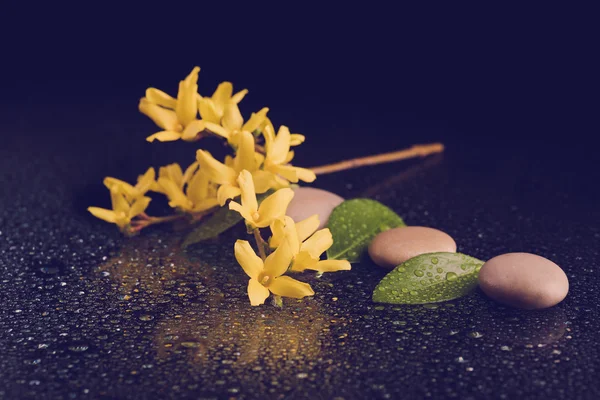 Pebbles and yellow flower on black with water drops — Stock Photo, Image