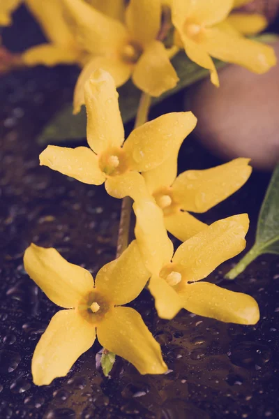 Pebbles and yellow flower on black with water drops — Stock Photo, Image