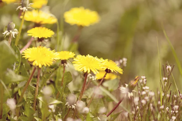 Diente de león amarillo color retro —  Fotos de Stock