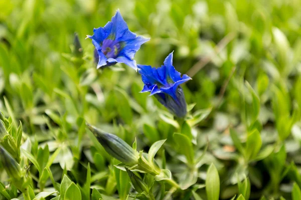 Trompet gentiana blauwe voorjaar bloem in tuin — Stockfoto