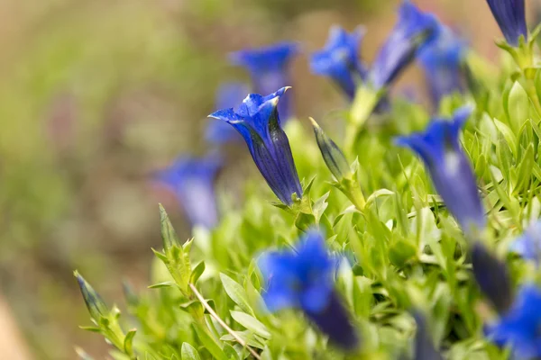 Trąbka gentiana niebieski kwiat wiosna w ogrodzie — Zdjęcie stockowe