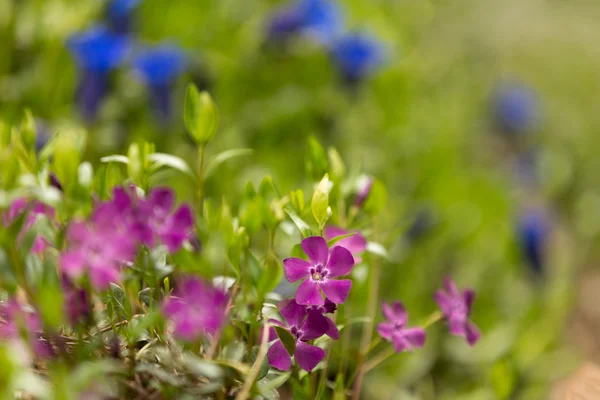 Pink flowers for natural background — Stock Photo, Image