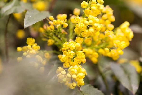 Oregoni szőlő (Mahonia aquifolium) — Stock Fotó