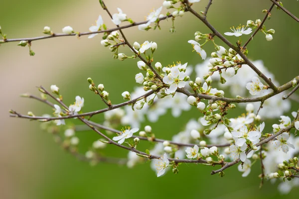 Árvore de flor na primavera com foco muito superficial — Fotografia de Stock