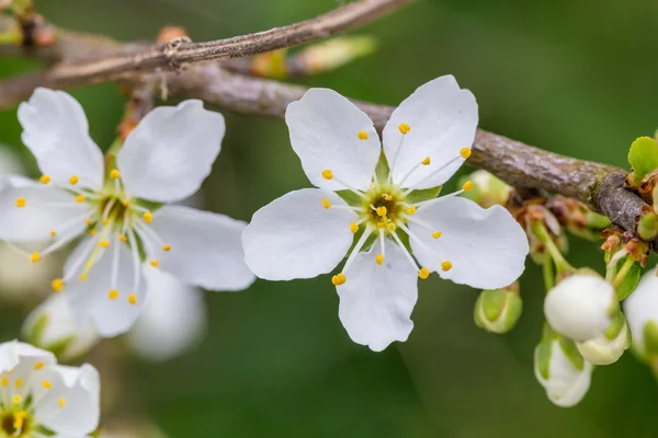 Blossom tree in spring with very shallow focus — Stock Photo, Image