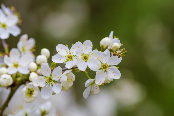 Blütenbaum im Frühling mit sehr flachem Fokus — Stockfoto