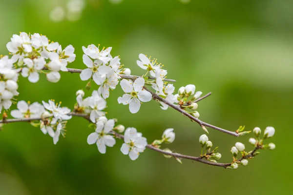 Цветущее дерево весной с очень неглубоким фокусом — стоковое фото