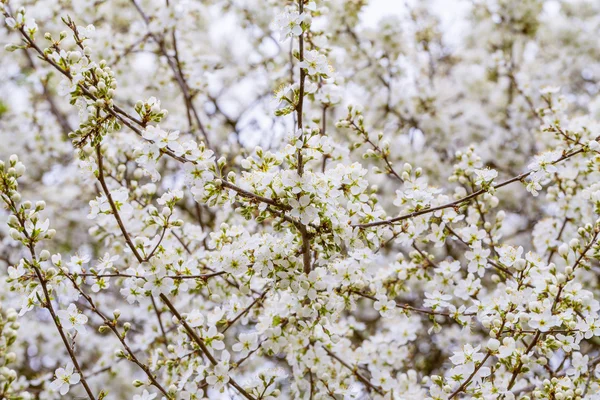 Цветущее весной дерево с очень неглубоким фокусом — стоковое фото
