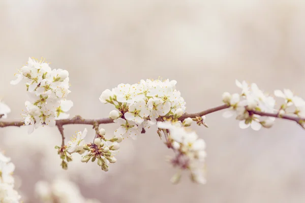 Blommande träd på våren med mycket grunt fokus — Stockfoto