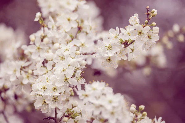 Blossoming tree in spring with very shallow focus — Stock Photo, Image