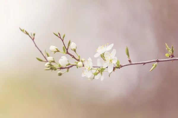 Blommande träd på våren med mycket grunt fokus — Stockfoto